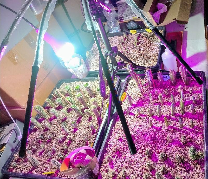 Coltivazione con led.jpg